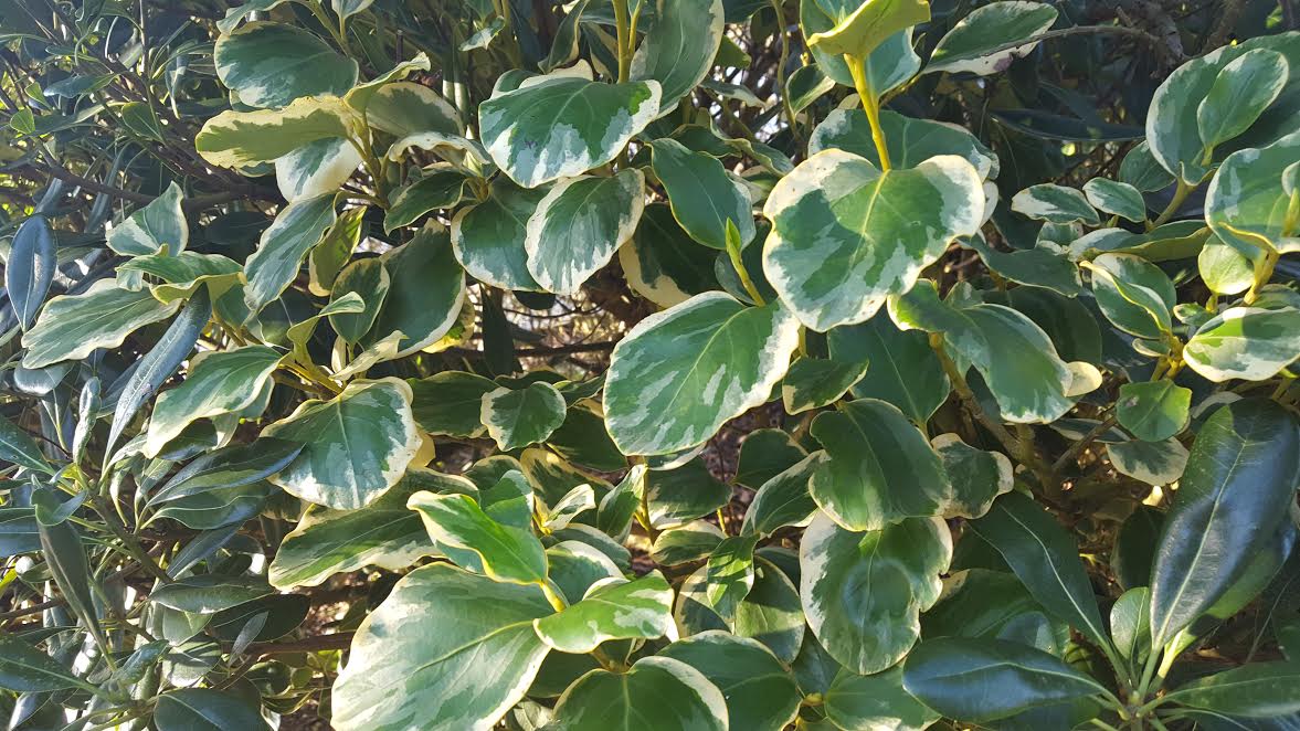 HOW TO GROW GRISELINIA LITTORALIS 'Variegata' The Garden of Eaden