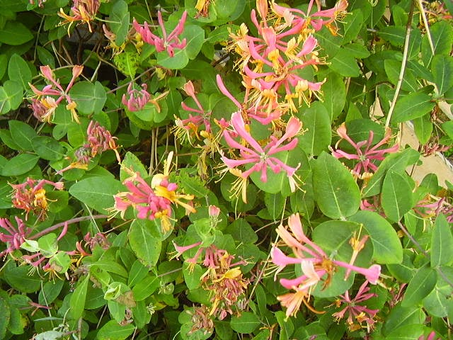 Haushalt und mehr: Hängepflanzen für den Balkon