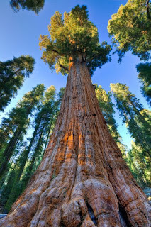 5 Pohon Terbesar dan Tertua di Dunia