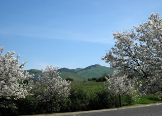 Trees in bloom frame distant green hills, Cal State East Bay campus, Concord, California