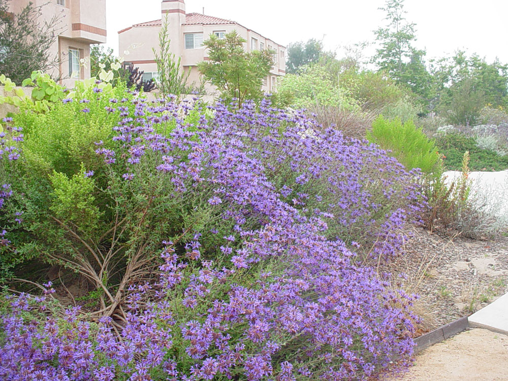 Mother Nature's Backyard A Waterwise Garden Plant of the Month