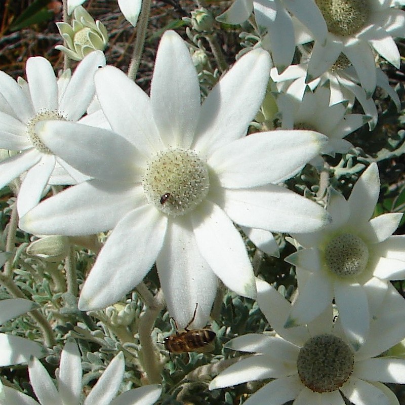 Snap Happy Birding Australian native Flannel Flowers