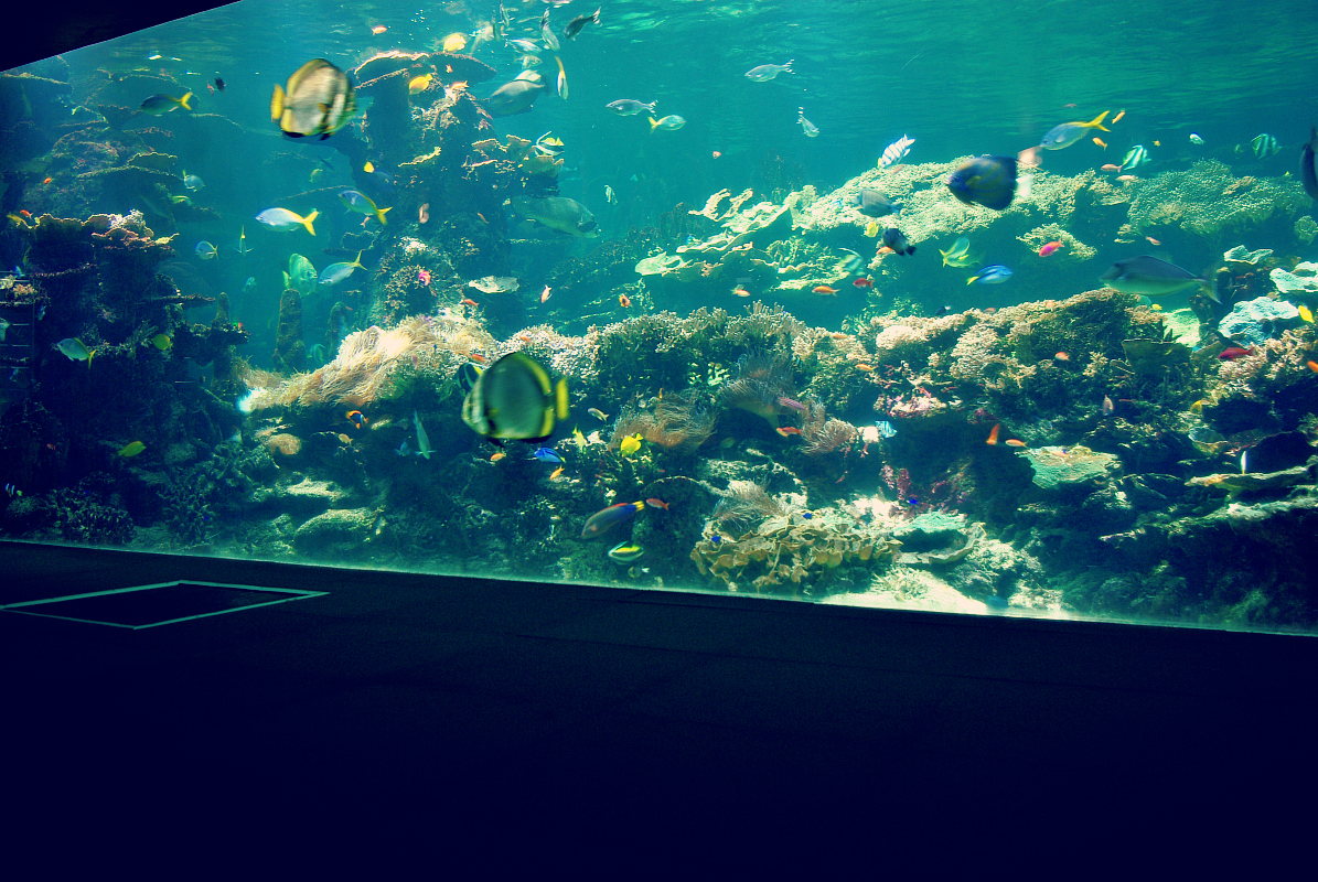 Nausica Le Plus Grand Aquarium D39europe Boulognesurmer