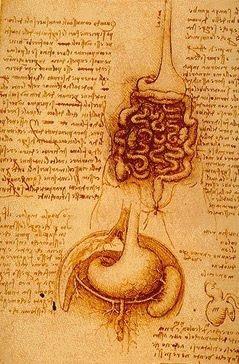 Anatomía, Da Vinci