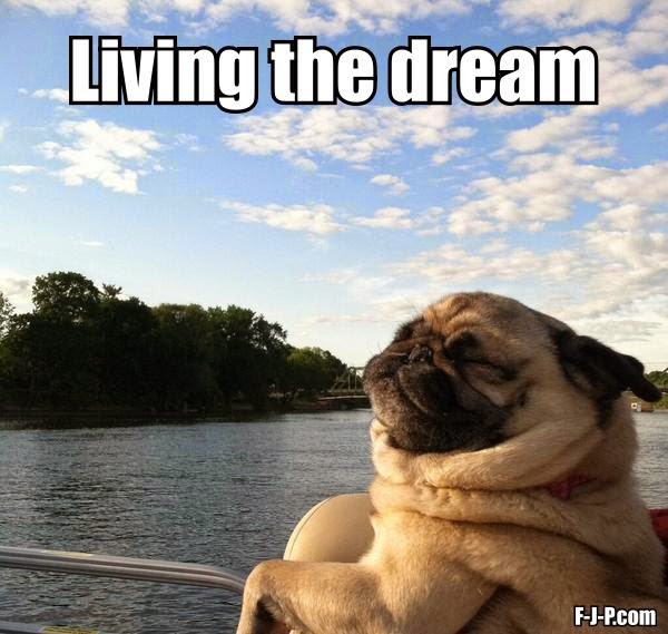 Living The Dream Meme Photos Idea