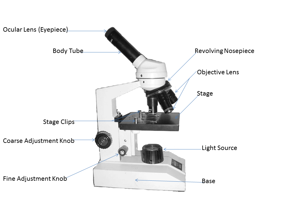 Mrs. Conner's Science Place: Microscope Parts