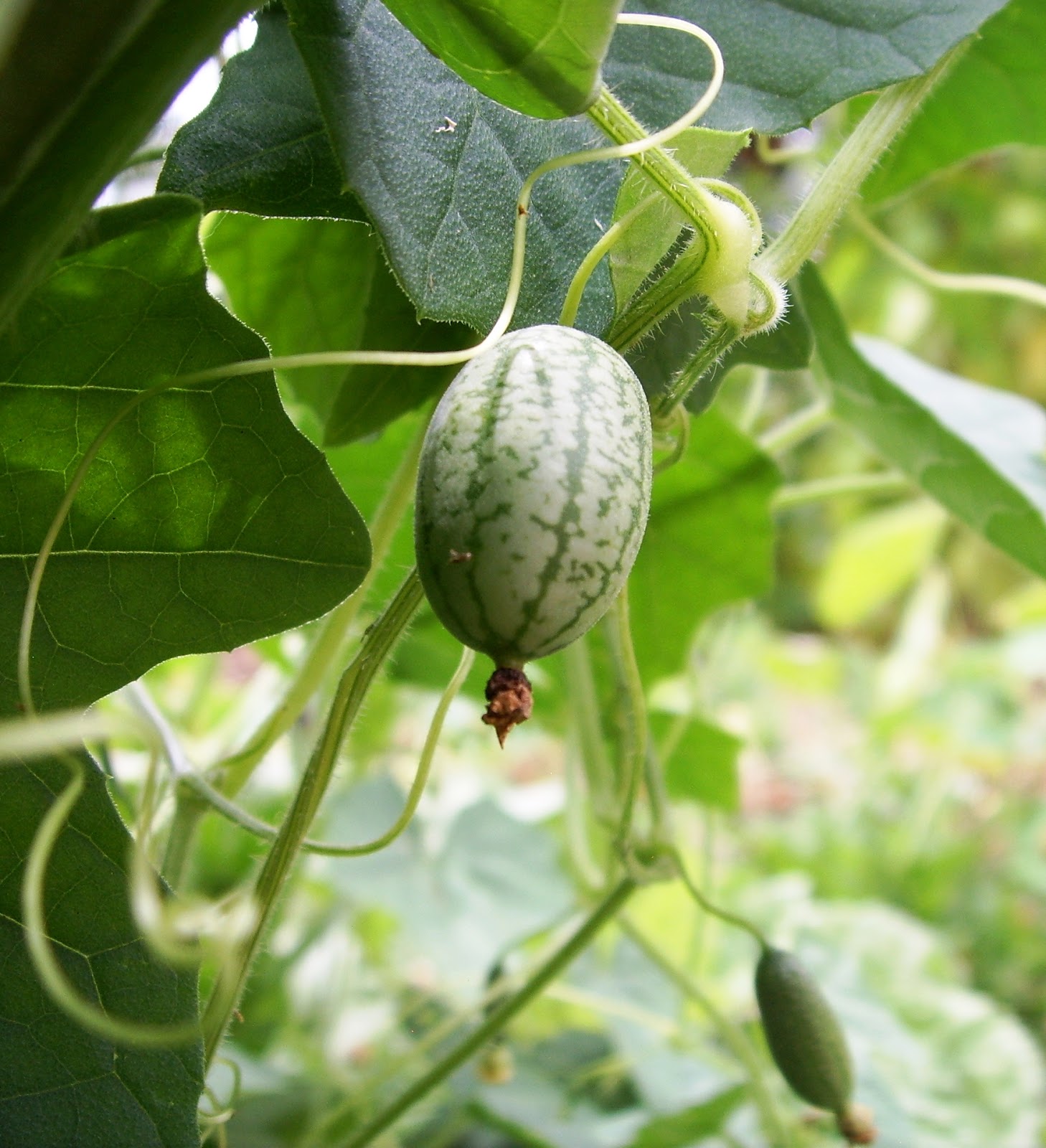 Stella in the Pyrenees Garden Cucamelon