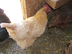 mites chickens bird rid chicken mite community parasite ear bedbugs