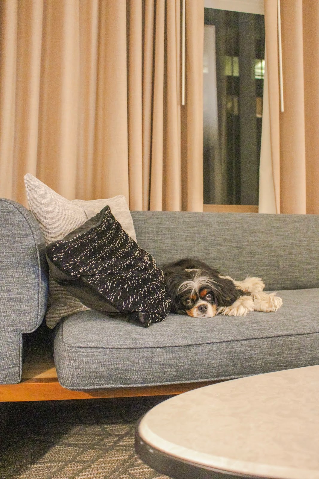 Where to Stay in Chicago, Fairmont Chicago Review - Pet Friendly Hotel - Cavalier King Charles Spaniel Puppy