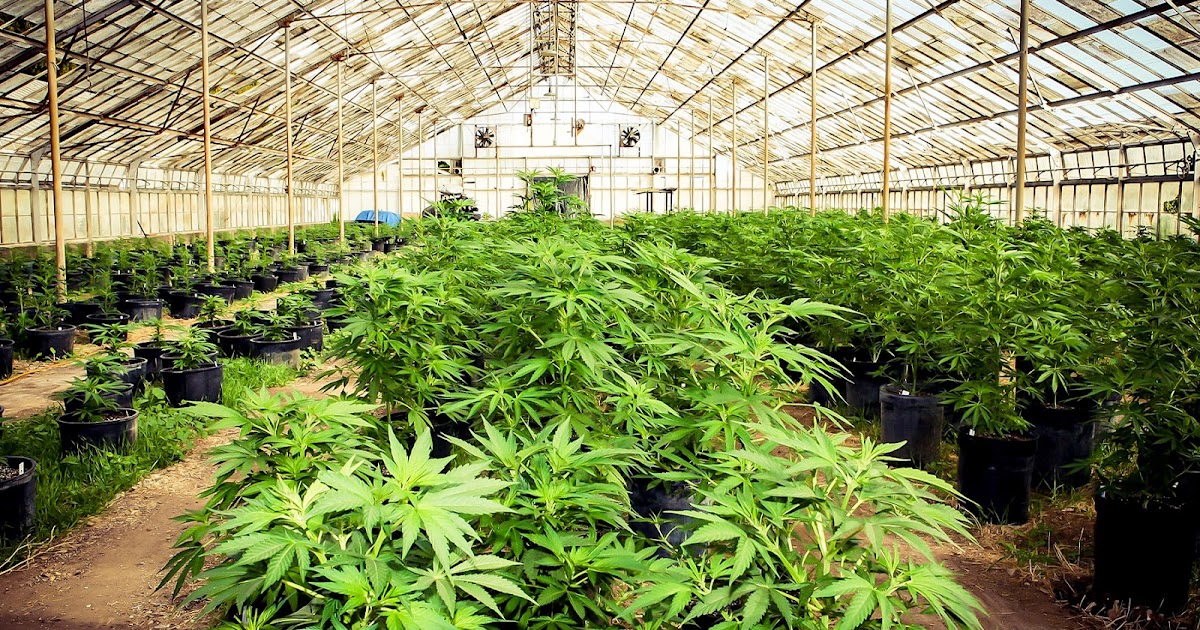 Behind The Scenes On A Pot Farm In California Trimming California