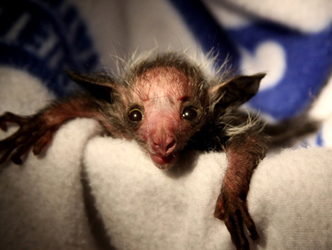 Baby Animals: Baby Aye-aye 5
