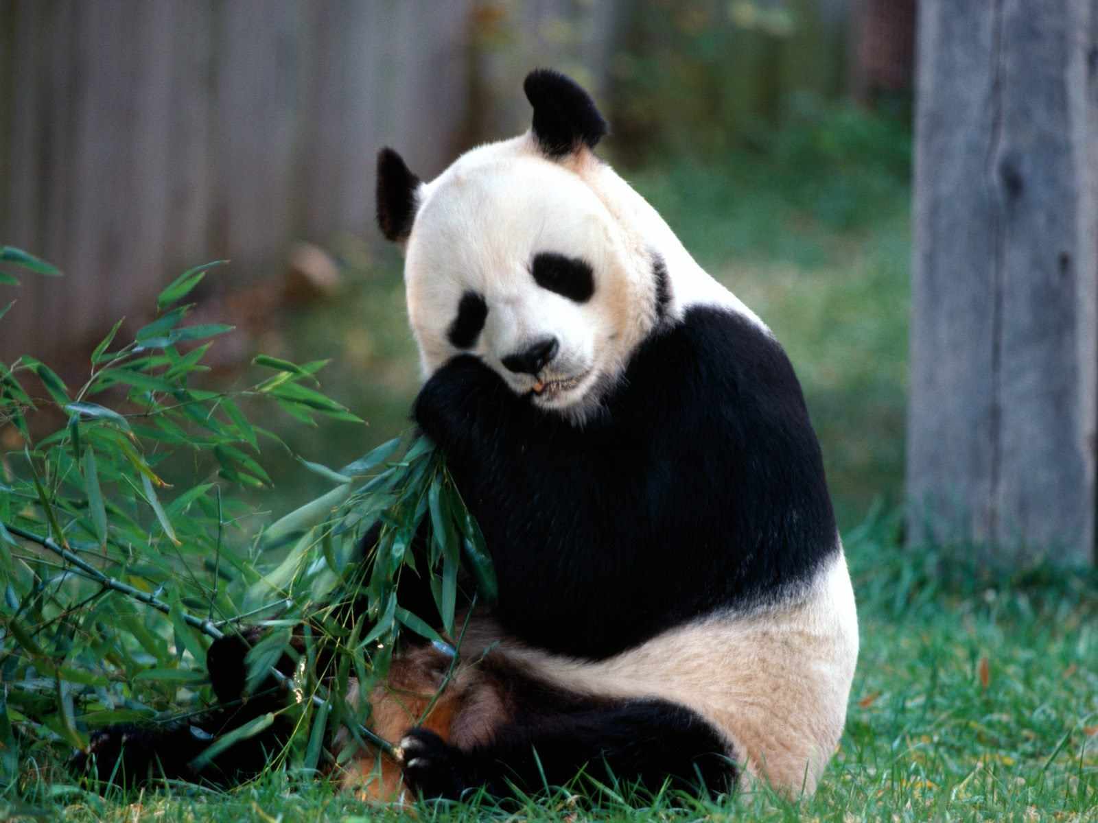 osos panda,wallpapers,fondos de pantalla HD,animales