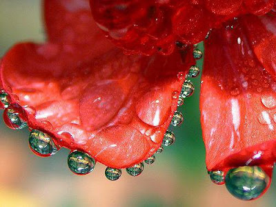Tonique à l'aloe vera, l'oignon et l'huile de géranium pour stimuler la croissance des cheveux Tonique à l'aloe vera, l'oignon et l'huile de géranium pour stimuler la croissance des cheveux