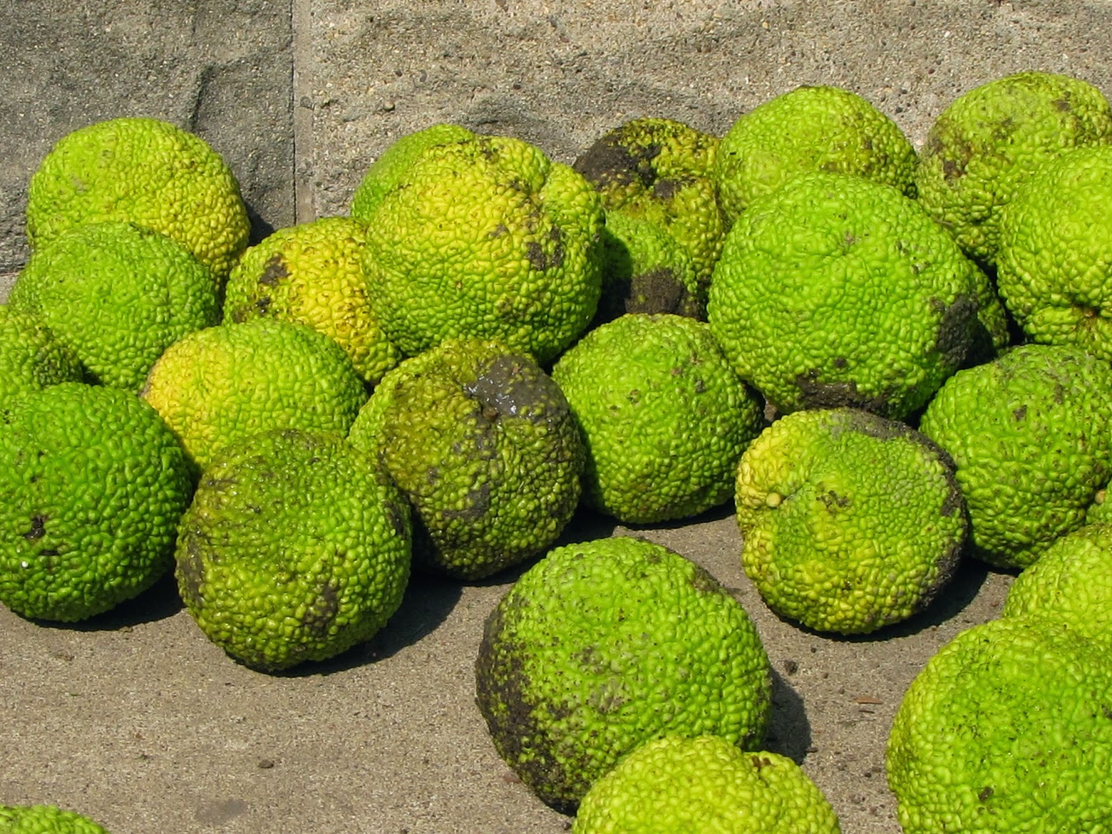 Butler Snapshots: Hedgeball Harvest