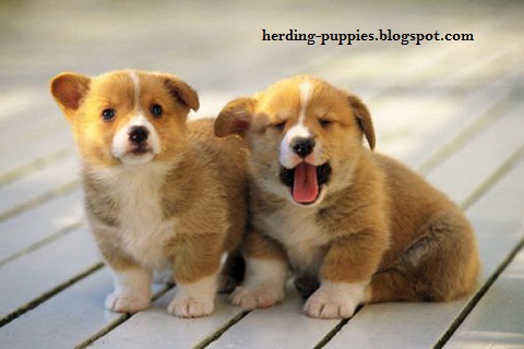 Herding Puppies Pictures