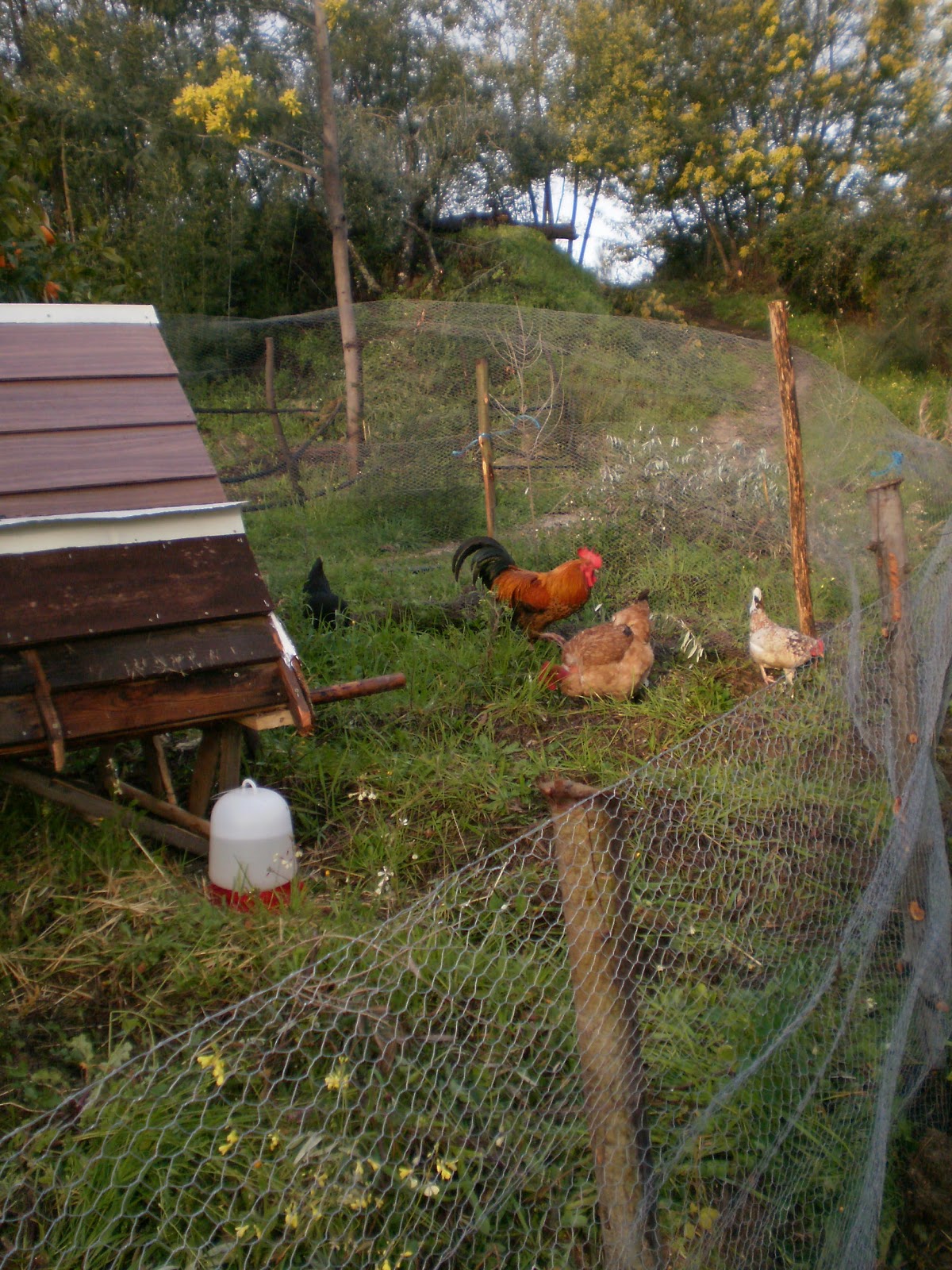 Mount of Oaks Log bed, chickens and more...