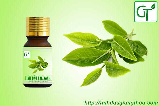Tinh dầu trà xanh nguyên chất Tinh dầu trà xanh nguyên chất