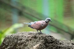 taman burung tmii jakarta