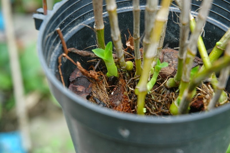 How to propagate dendrobium Orchid care tips