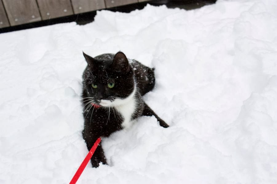 Член из снега. I hate winter на аву. I hate snow. Decaying winter memes. I hate snow.