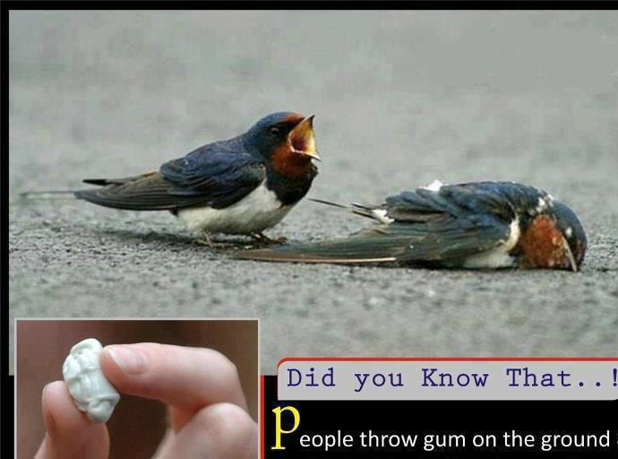  SAVE THE BIRDS BY NOT THROWING GUM ON THE GEOUND