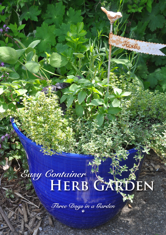 Cilantro Garden Html Amazing Home Design 2019