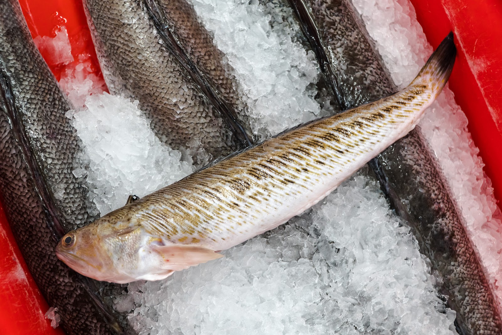 Through the Gaps! Newlyn Fishing News FishyFriday on Newlyn fish