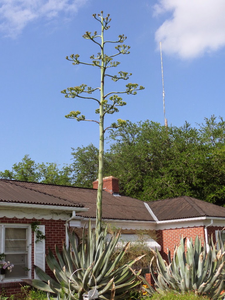 Through a Glass, Darkly Century Plant in Bloom