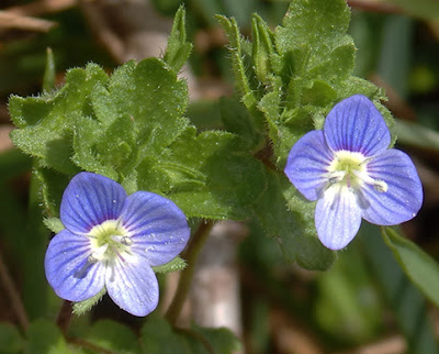 Flores azules de Verónica persica