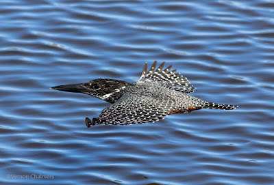 Giant Kingfisher in Flight at Woodbridge Island, Cape Town