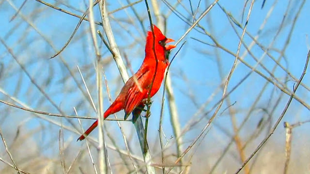 Cardinal Singing in Marsh