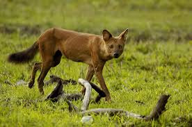 Ajag Si Anjing Hutan Yang Terancam Punah The Dog S Si Anjing