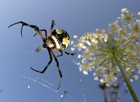 The Life of Animals: Yellow Garden Spider