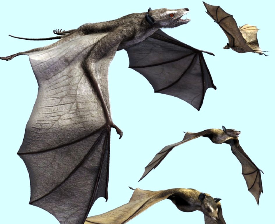 Extinct Animal of the Week Drawing in the Bat