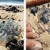 FOTOS: miles de medusas invaden playas de australia.