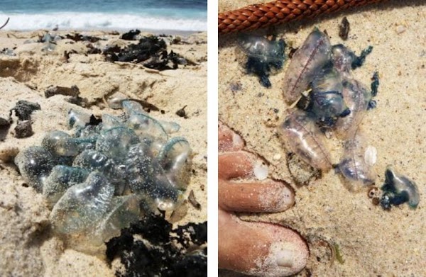 FOTOS: miles de medusas invaden playas de australia. FOTOS: miles de medusas invaden playas de australia.