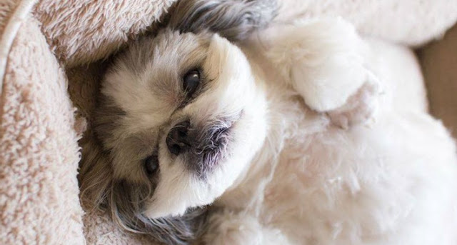 5 razões para deixar seu SHIH TZU dormir na cama com VOCÊ