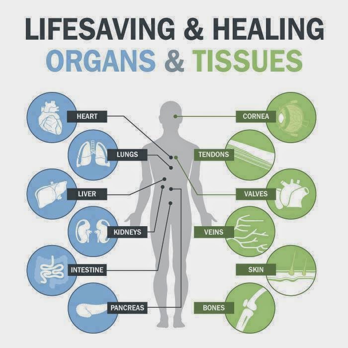 Lifesaving & Healing Organs and Tissue