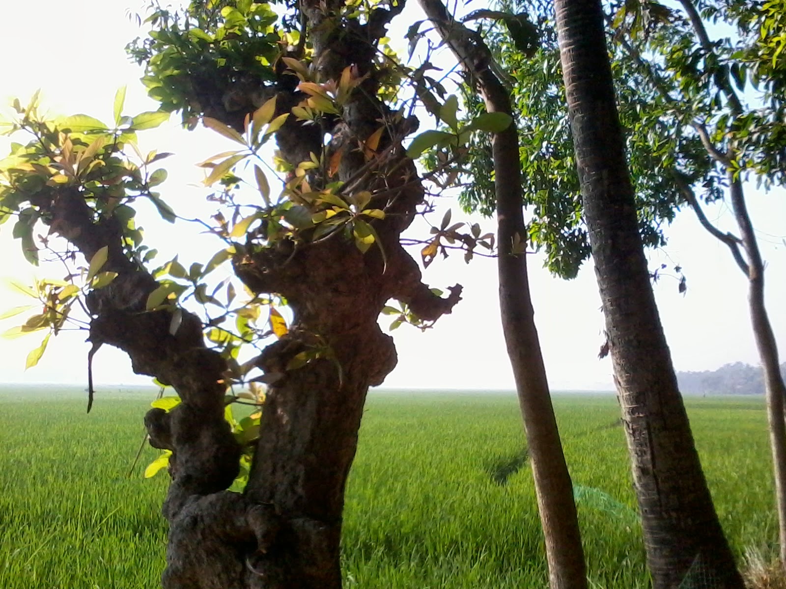 Gram Banglar HD Nature Picture Free Download- Nature Village Picture