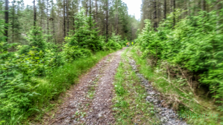 Laufpause Erkältung Regeneration Laufstrecke Wald