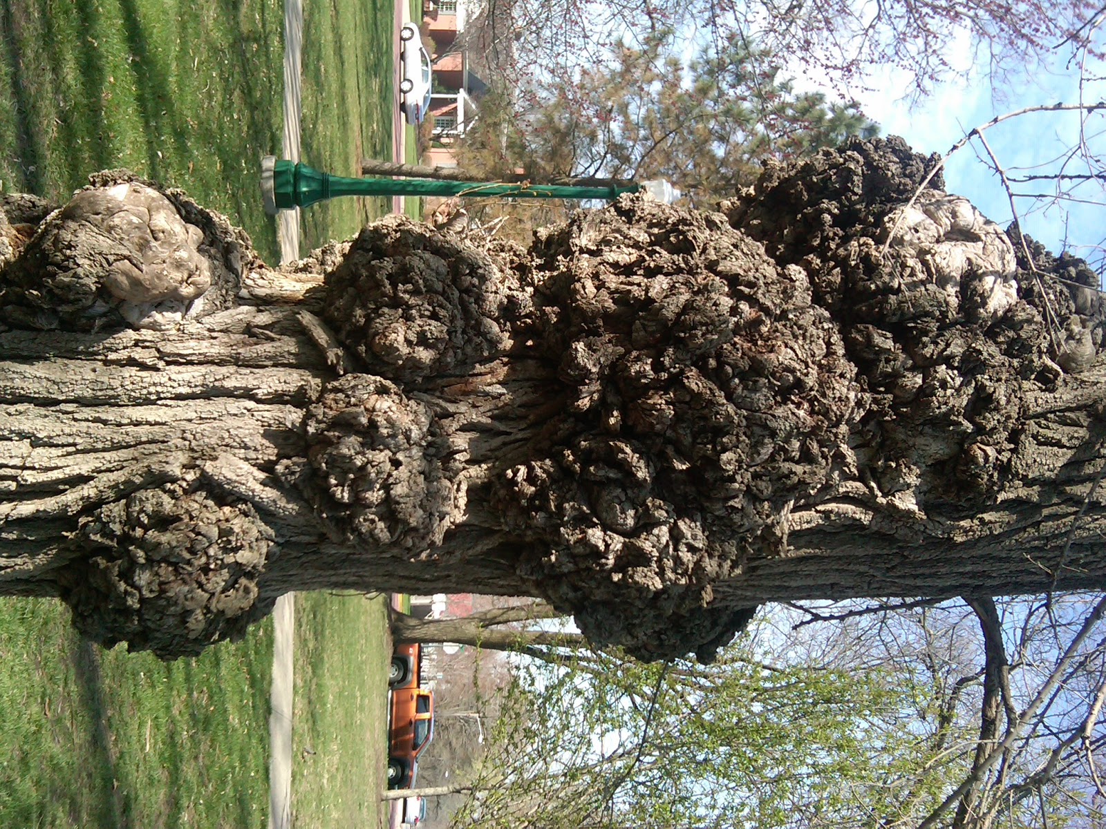 Yakni Achukma (The Good Land) Oak Tree Burls