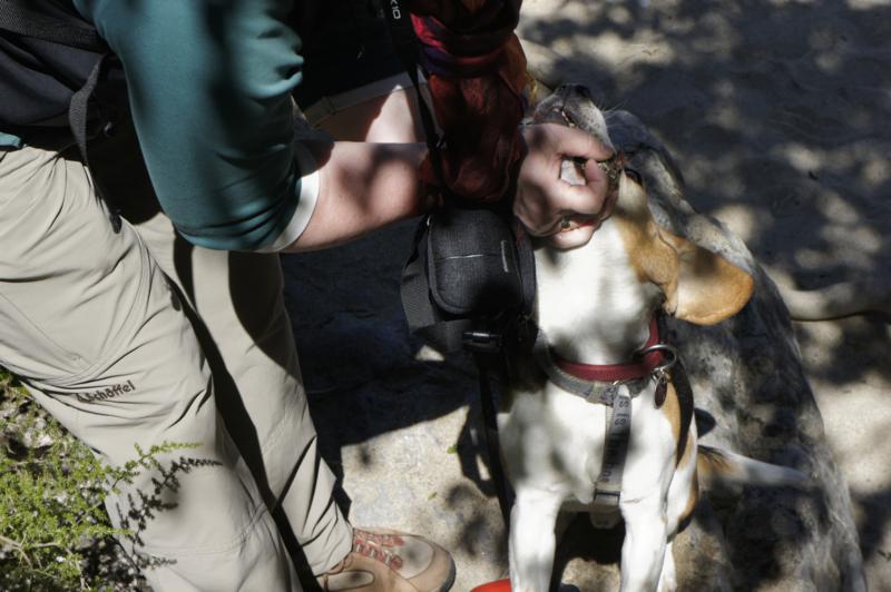 Ein Beagle auf Wanderschaft Ardêche mit Hund Wandern oder Paddeln?