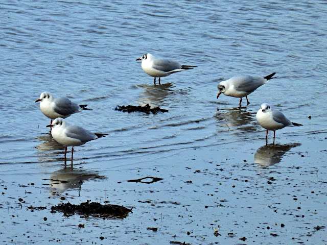Birds on the Truro River, Cornwall