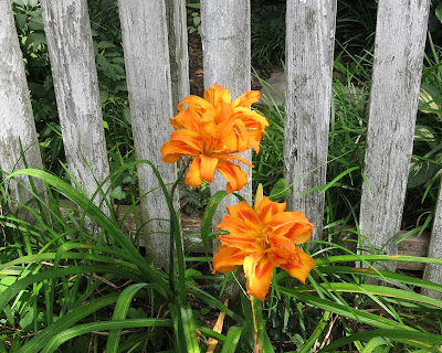 Kwanzo daylilies, Saturday, July 09, 2016, 1:52:00 PM