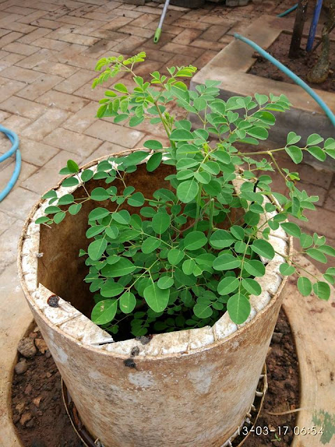Manfaat Daun Kelor