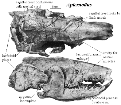 Apternodus skull