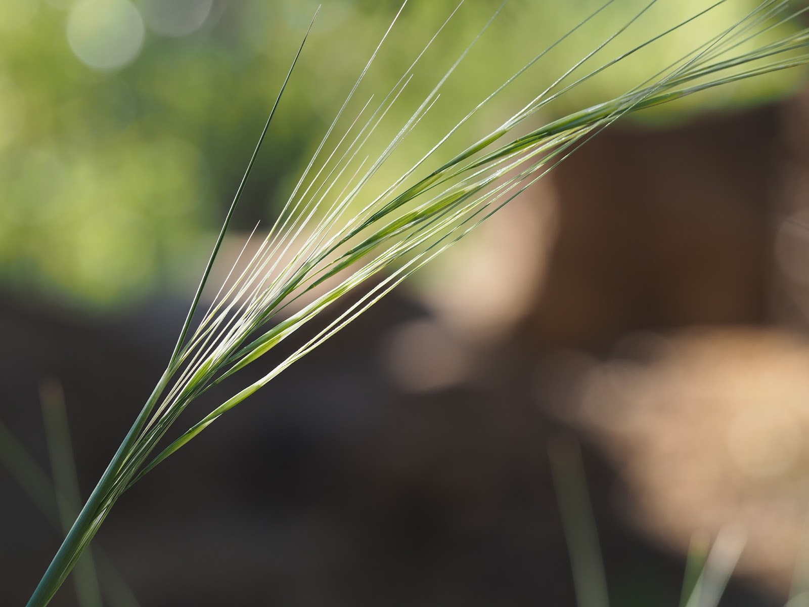 What's Growing in Colorado The Grass of the Field