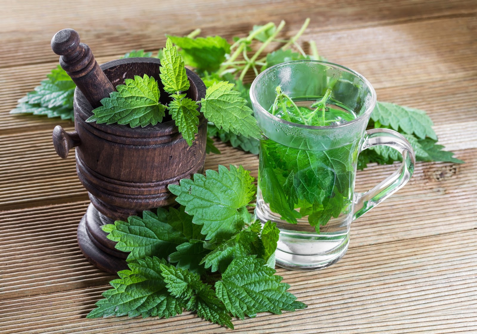 Properties of the nettle In traditional medicine GizMiz