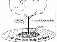 How to fertilize trees #Gardening