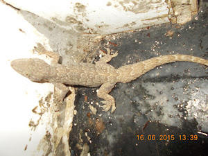 "House Gecko" a favourite prey species of house cats.